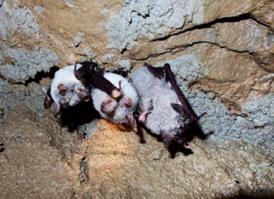 netopýři v Javoříčských jeskyních