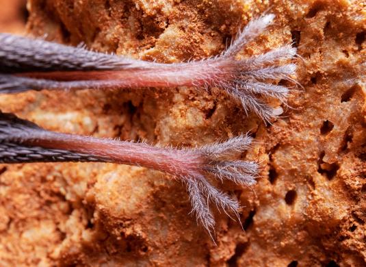 Uspávání netopýrů v Javoříčských jeskyních, 9. 11. 2024