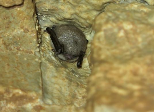 Sčítání netopýrů v Javoříčku v lednu 2025