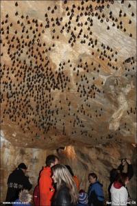 Uspávání netopýrů v Javoříčských jeskyních