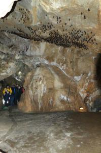 Uspávání netopýrů v Javoříčských jeskyních, 11. 11. 2023