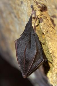 Probouzení netopýrů v Javoříčských jeskyních, 23. 3. 2024