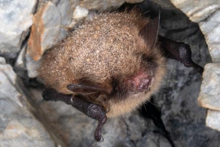 Probouzení netopýrů v Javoříčských jeskyních, 23. 3. 2024