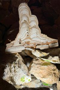 Probouzení netopýrů v Javoříčských jeskyních, 23. 3. 2024