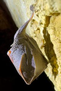 Probouzení netopýrů v Javoříčských jeskyních, 23. 3. 2024