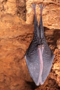 Uspávání netopýrů v Javoříčských jeskyních, 9. 11. 2024