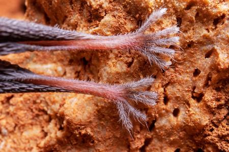 Uspávání netopýrů v Javoříčských jeskyních, 9. 11. 2024