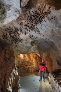 Uspávání netopýrů v Javoříčských jeskyních, 9. 11. 2024