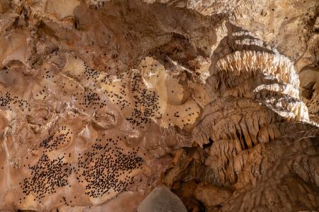 Netopýři a vrápenci v Javoříčských jeskyních, leden 2025