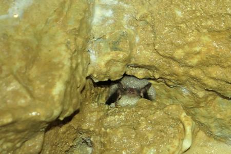 Sčítání netopýrů v Javoříčku v lednu 2025