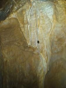 Sčítání netopýrů v Javoříčku v lednu 2025