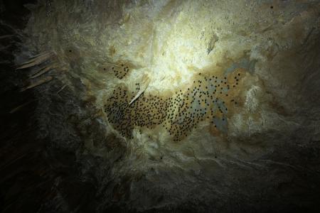 Sčítání netopýrů v Javoříčku v lednu 2025