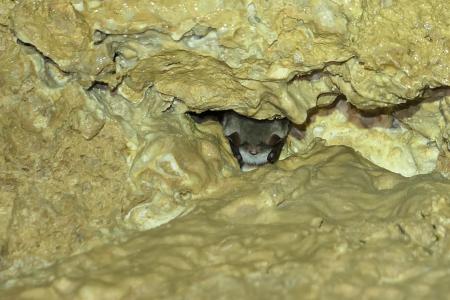 Sčítání netopýrů v Javoříčku v lednu 2025