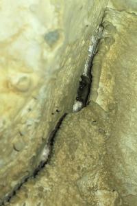 Sčítání netopýrů v Javoříčku v lednu 2025