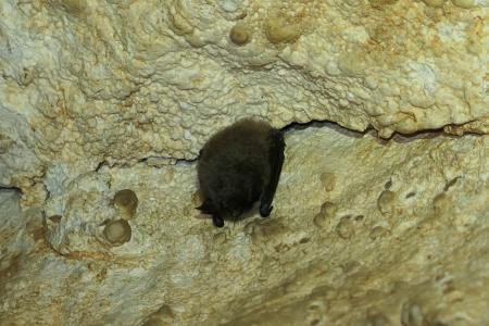 Sčítání netopýrů v Javoříčku v lednu 2025