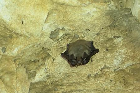 Sčítání netopýrů v Javoříčku v lednu 2025