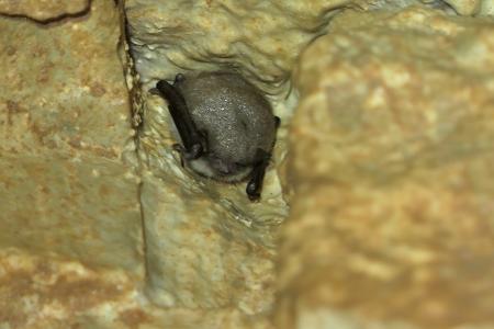 Sčítání netopýrů v Javoříčku v lednu 2025