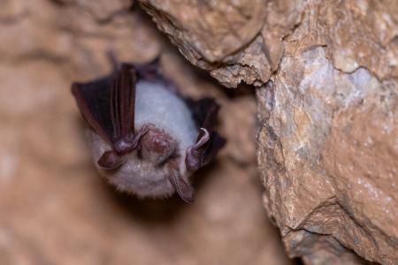 Uspávání netopýrů v Javoříčských jeskyních, 2025