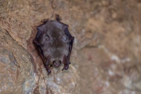 Uspávání netopýrů v Javoříčských jeskyních, 2025