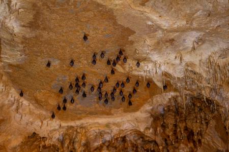 Uspávání netopýrů v Javoříčských jeskyních, 2025