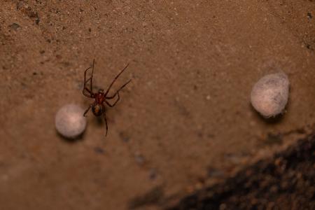 Uspávání netopýrů v Javoříčských jeskyních, 2025