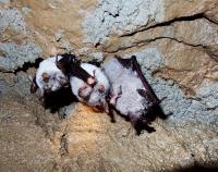 netopýři v Javoříčských jeskyních