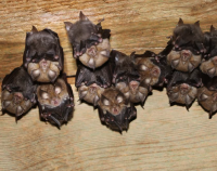 Netopýři v Javoříčských jeskyních