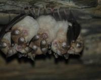 Netopýři v Javoříčských jeskyních. Foto J. Šafář