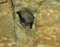 Sčítání netopýrů v Javoříčku v lednu 2025